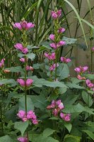 Хелоне косая