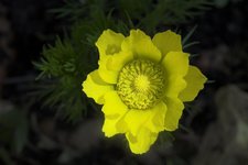 Адонис весенний - Цветок сверху