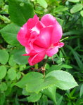Розы канадские - Alexander MacKenzie - первый цветок