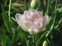 Тюльпаны махровые - Angelique