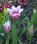 Тюльпаны лилиецветные - Ballade