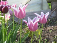 Тюльпаны лилиецветные - Ballade