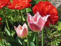 Тюльпаны бахромчатые - Bell Song