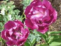 Тюльпаны махровые - Blue Diamond