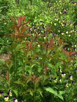 Спирея Бумальда "Криспа" - окраска молодых листьев
