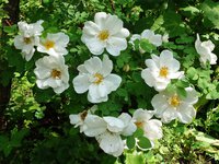 Розы - гибриды Rugosa - Nevada