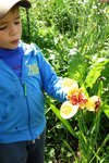 Тигридия павлинья - вот такой большой цветок