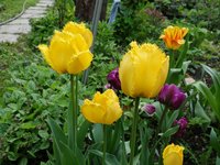 Тюльпаны бахромчатые -  крупный, высокий, яркий "Моя любовь"