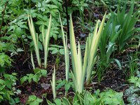 Ирис болотный - Iris pseudacorus var. variegata