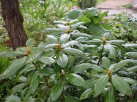 Рододендрои кэтевбинский Грандифлорум - май