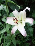 Лилия ОТ-гибрид - Pretty Women, первый цветок -20 см и потрясающий запах.