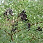 Бузина чёрная Laciniata - плоды