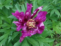 Пионы ИТО-гибриды - Morning Lilac