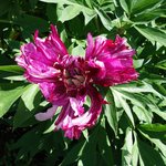 Пионы ИТО-гибриды - Morning Lilac, такие вот странные цветы у него