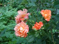 Розы Кордеса - Westerland