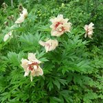 Пионы ИТО-гибриды - Scrumdidleumptious первое цветение