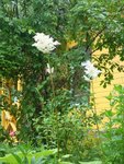 Астильбоидес пластинчатый - цветение в июле