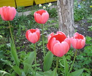 Тюльпаны Русские гиганты - Екатерина Великая