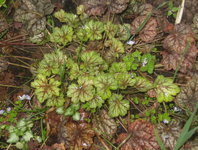 Гейхера Green Spice - Молодые листья в мае