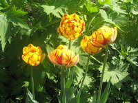 Тюльпаны махровые - Golden Nizza