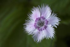 Гвоздика гибридная - Цветок. Похожа на сорт Milena
