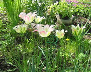 Тюльпаны лилиецветные - Harlequin 