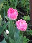 Тюльпаны махровые - Holland Princess