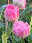 Тюльпаны махровые - Holland Princess