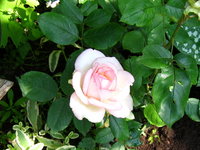 Розы Мейяна - Honore De Balsac