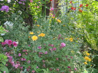 Хризантема садовая