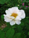 Розы - гибриды Rugosa - Nevada