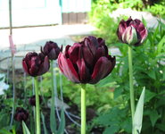 Тюльпаны махровые - Black Hero