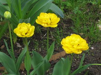 Тюльпаны махровые - Double Beauty