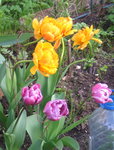 Тюльпаны махровые - Double Beauty и Blue Diamond