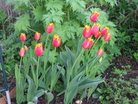 Тюльпаны бахромчатые - Palmares