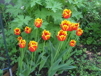 Тюльпаны бахромчатые - Palmares