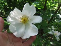 Розы - гибриды Rugosa - У розы Nevada крупные цветы