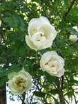 Розы видовые - Очень ароматные цветы