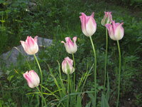 Тюльпаны лилиецветные - Harlequin 