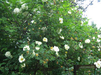 Розы видовые - Rosa pimpinellifolia Double White