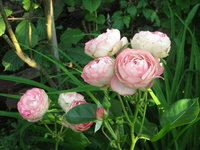 Розы Мейяна - Pierre de Ronsard или Eden Rose 88