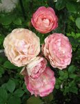 Розы Мейяна - Pierre de Ronsard или Eden Rose 88