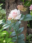 Розы Ноак - Плетистая Graciosa