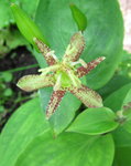 Трициртис широколистный - Скромный цветок