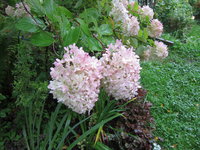 Гортензия метельчатая Лаймлайт - В сентябре соцветия розовеют
