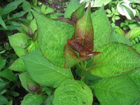 Гортензия садовая - молодые листья Mirai красноватого цвета