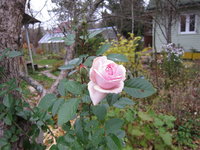 Розы Ноак - Плетистая Graciosa в ноябре