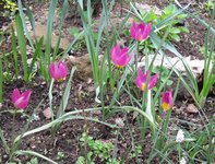 Тюльпаны ботанические - Тюльпан красивый Persian Pearl