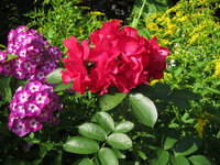 Розы - гибриды Rugosa - Hansaland