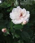 Розы Ноак - Плетистая Graciosa